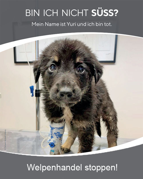 Klicken Sie hier, um mehr zum Welpenhandel zu erfahren. Bild: Ein süßer Hundewelpe mit einem Verband in einer Tierklinik. Titel: Mein Name ist Yuri und ich bin tot. Welpenhandel stoppen!