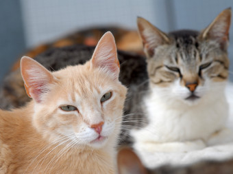 Vogelgrippe bei Haustieren: Katzen sind potenziell gefährdet   