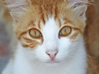 Endlich! Katzenschutzverordnung für Hamburg tritt in Kraft